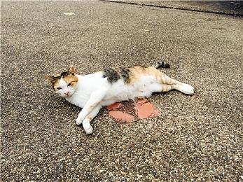 11月PS+会免游戏泄露 《仁王2》等即将入库